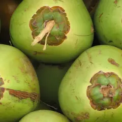Cocos verdes listos para ofrecer sus refrescantes **agua de coco beneficios**. Perfectos para hidratar y nutrir.