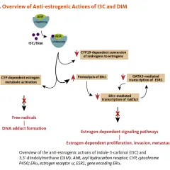 Diagrama muestra cómo indol-3-carbinol (I3C) y DIM inhiben vías de señalización estrogénica, reduciendo proliferación y metástasis.