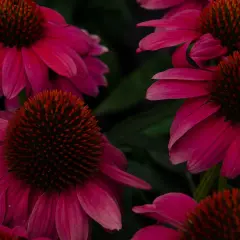 Flores de equinácea vibrantes, conocidas por sus propiedades medicinales. La equinácea para que sirve, se usa para fortalecer el sistema inmunológico.