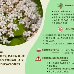 Valeriana: propiedades, para qué sirve como sedante natural, cómo tomarla y contraindicaciones.