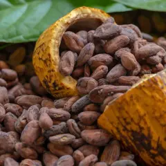Cacao en grano, con una cáscara partida que revela su interior. Un tesoro natural con innumerables propiedades del cacao.