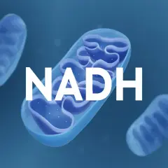 Mitocondrias, estructuras celulares clave, y la molécula NADH, esencial para la producción de energía.