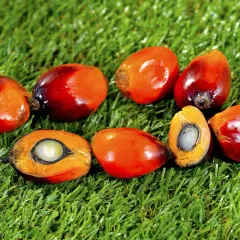 Frutos de palma de aceite, algunos partidos mostrando su interior blanco y anaranjado, sobre césped verde.