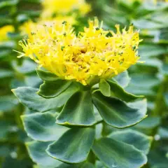 Flor amarilla vibrante de Rhodiola rosea, con hojas verdes suculentas y un fondo borroso.