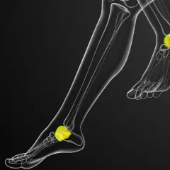 Anatomía del pie humano, destacando el astrágalo, hueso clave para la movilidad y las astragalo propiedades.