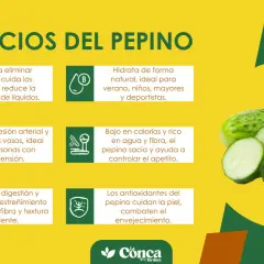 Descubre los beneficios del pepino: hidrata, depura, regula la presión, mejora la digestión y cuida la piel. ¡Un aliado natural!