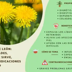 El diente de león, una flor amarilla vibrante, se muestra con sus propiedades y beneficios para la salud, como ser diurético y digestivo.