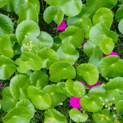 Hojas verdes de centella asiática, conocida por sus propiedades curativas. Flores fucsias salpican el follaje.