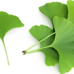 Hojas verdes de ginkgo biloba, conocidas por sus ginkgo biloba beneficios para mujer, sobre fondo blanco.