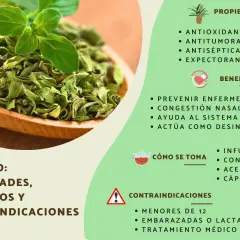 Orégano: sus propiedades antioxidantes, antitumorales y antisépticas, beneficios y contraindicaciones.