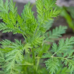 Planta de artemisa con hojas verdes y plumosas, creciendo en tierra.