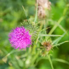 Flor morada de cardo mariano, con espinas. A pesar de sus beneficios, hay que conocer los peligros del cardo mariano.