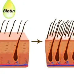 La vitamina H (biotina) ayuda a fortalecer el cabello, mostrando un aumento en la densidad capilar.