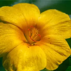 Flor amarilla vibrante, con pétalos aterciopelados y estambres rojos. Podría ser la flor de la damiana, conocida por su extracto.