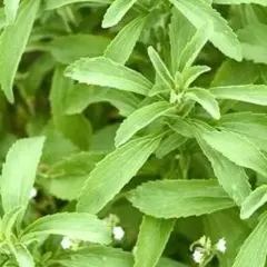Hojas verdes de stevia, una planta que algunos consideran que la stevia es mala.