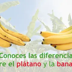 Dos racimos de plátanos amarillos, uno más curvo que el otro, para mostrar la diferencia entre plátano y banana.