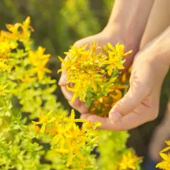 Manos recolectando flores amarillas de hierba de san juan en un campo soleado.