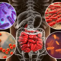 Ilustración del sistema digestivo humano con diferentes tipos de bacterias. El bifidus es un tipo de bacteria beneficiosa para la salud intestinal.