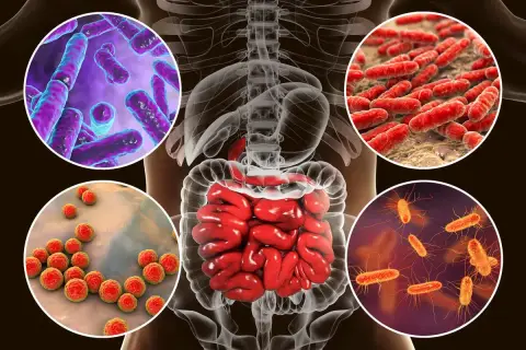 Ilustración del sistema digestivo humano con diferentes tipos de bacterias. El bifidus es un tipo de bacteria beneficiosa para la salud intestinal.
