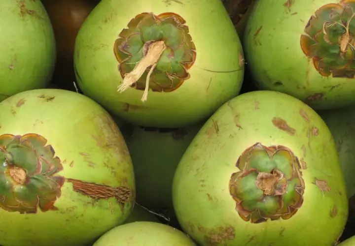 Cocos verdes listos para ofrecer sus refrescantes **agua de coco beneficios**. Perfectos para hidratar y nutrir.