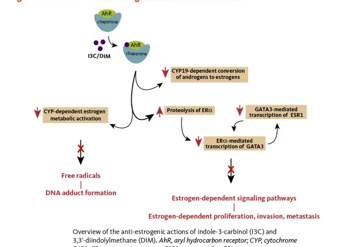 Diagrama muestra cómo indol-3-carbinol (I3C) y DIM inhiben vías de señalización estrogénica, reduciendo proliferación y metástasis.