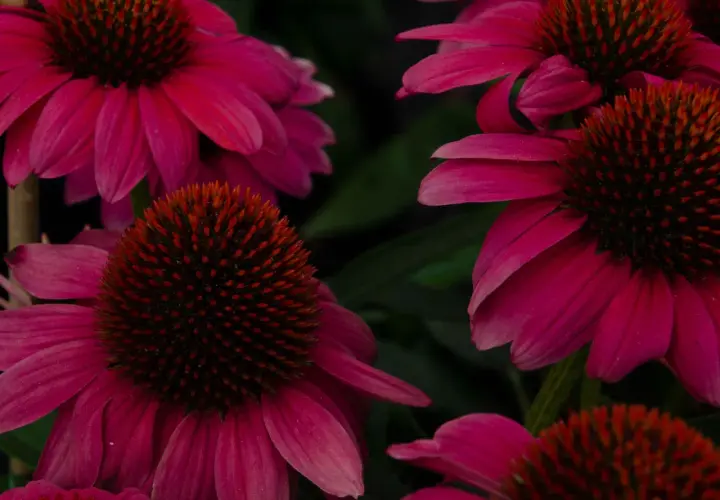 Flores de equinácea vibrantes, conocidas por sus propiedades medicinales. La equinácea para que sirve, se usa para fortalecer el sistema inmunológico.