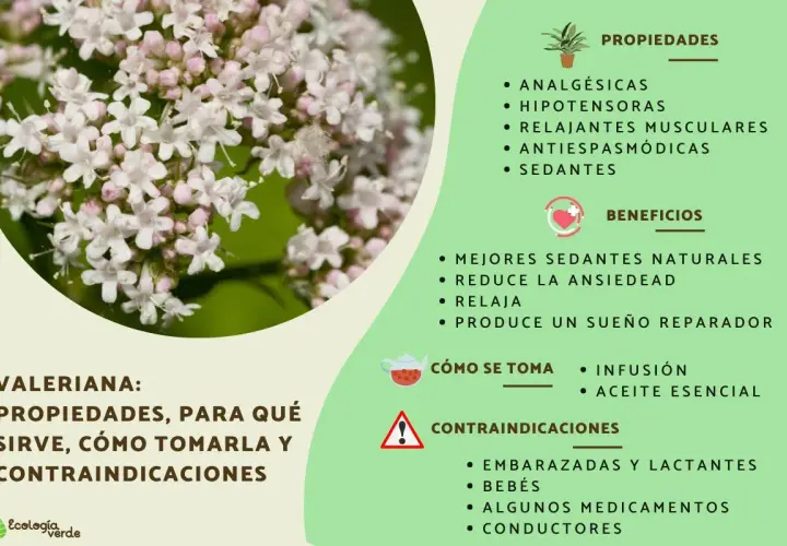 Valeriana: propiedades, para qué sirve como sedante natural, cómo tomarla y contraindicaciones.