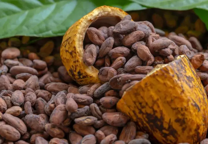 Cacao en grano, con una cáscara partida que revela su interior. Un tesoro natural con innumerables propiedades del cacao.