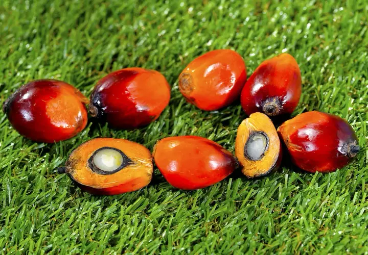 Frutos de palma de aceite, algunos partidos mostrando su interior blanco y anaranjado, sobre césped verde.