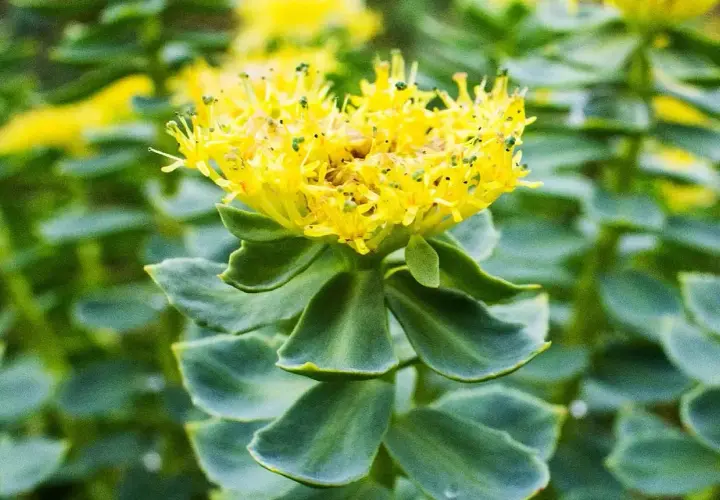 Flor amarilla vibrante de Rhodiola rosea, con hojas verdes suculentas y un fondo borroso.