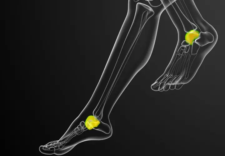 Anatomía del pie humano, destacando el astrágalo, hueso clave para la movilidad y las astragalo propiedades.