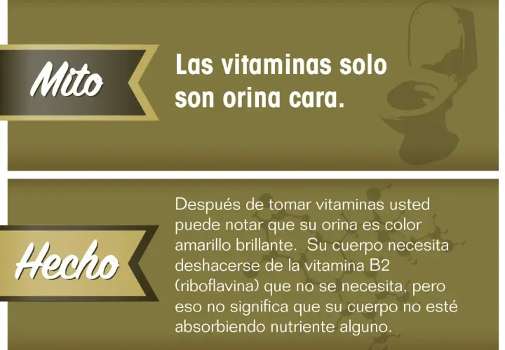 El mito de que las vitaminas son orina cara se desmiente. La vitamina B2 (riboflavina) puede tornar la orina amarilla brillante, pero el cuerpo la elimina si no la necesita, sin afectar la absorción de otros nutrientes.