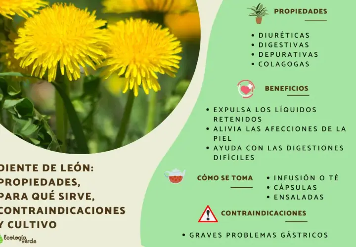 El diente de león, una flor amarilla vibrante, se muestra con sus propiedades y beneficios para la salud, como ser diurético y digestivo.