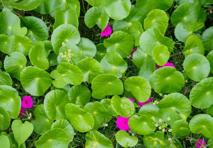 Hojas verdes de centella asiática, conocida por sus propiedades curativas. Flores fucsias salpican el follaje.