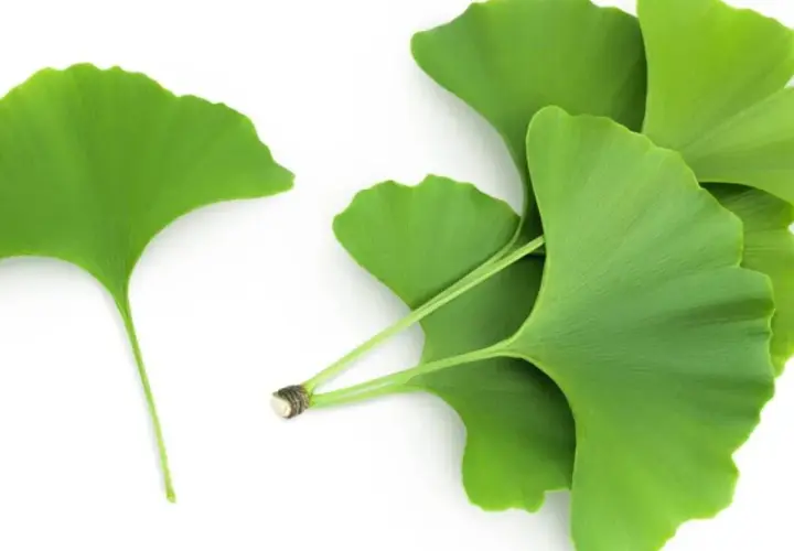 Hojas verdes de ginkgo biloba, conocidas por sus ginkgo biloba beneficios para mujer, sobre fondo blanco.