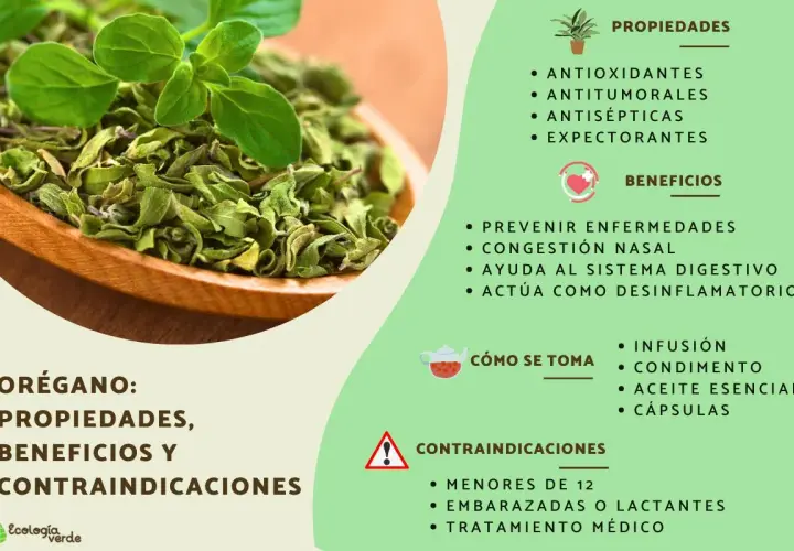 Orégano: sus propiedades antioxidantes, antitumorales y antisépticas, beneficios y contraindicaciones.