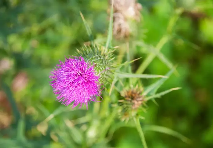 Flor morada de cardo mariano, con espinas. A pesar de sus beneficios, hay que conocer los peligros del cardo mariano.