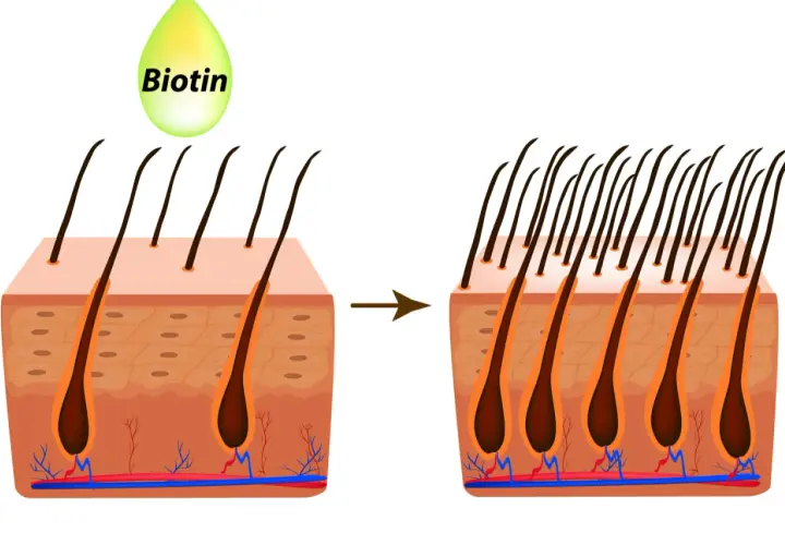 La vitamina H (biotina) ayuda a fortalecer el cabello, mostrando un aumento en la densidad capilar.