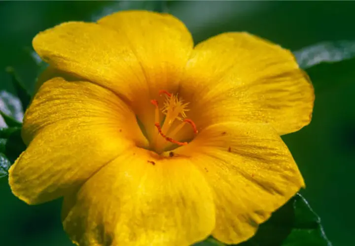 Flor amarilla vibrante, con pétalos aterciopelados y estambres rojos. Podría ser la flor de la damiana, conocida por su extracto.