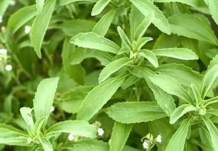 Hojas verdes de stevia, una planta que algunos consideran que la stevia es mala.