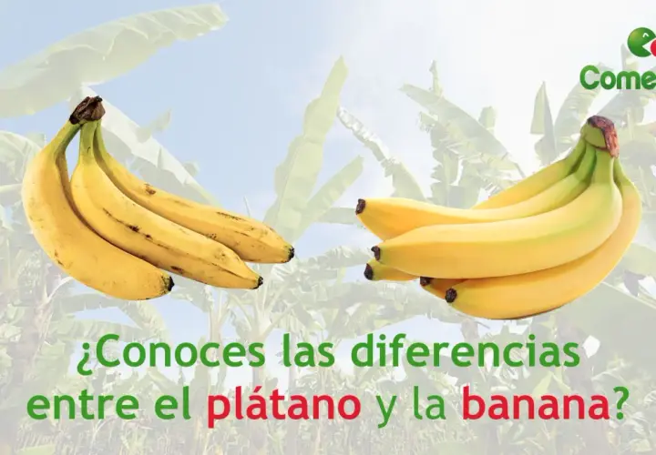 Dos racimos de plátanos amarillos, uno más curvo que el otro, para mostrar la diferencia entre plátano y banana.