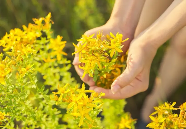 Manos recolectando flores amarillas de hierba de san juan en un campo soleado.