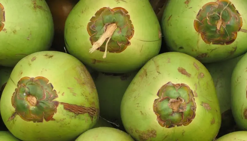 Cocos verdes listos para ofrecer sus refrescantes **agua de coco beneficios**. Perfectos para hidratar y nutrir.