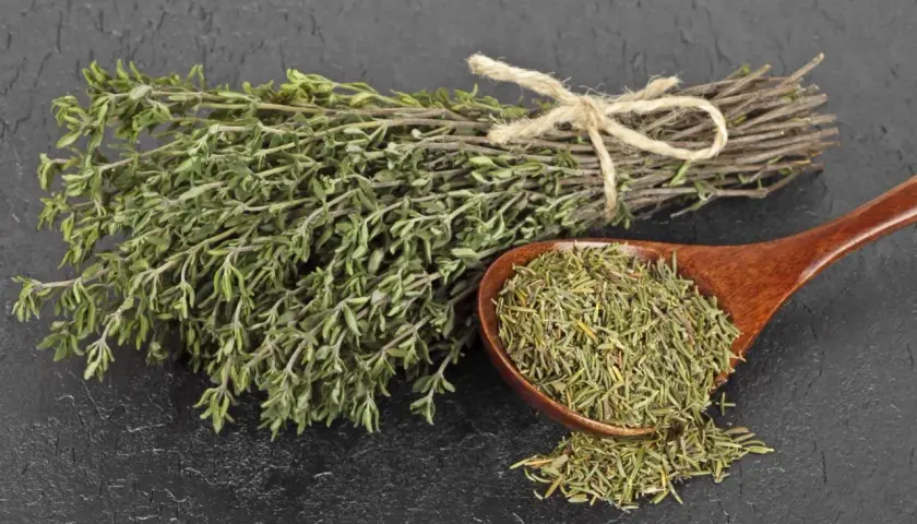 Manojo de tomillo fresco atado con cuerda y una cuchara de madera llena de tomillo seco, listo para preparar una infusión de tomillo.