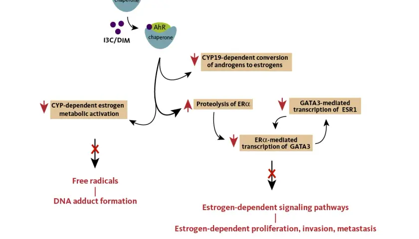 Diagrama muestra cómo indol-3-carbinol (I3C) y DIM inhiben vías de señalización estrogénica, reduciendo proliferación y metástasis.