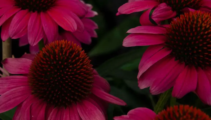 Flores de equinácea vibrantes, conocidas por sus propiedades medicinales. La equinácea para que sirve, se usa para fortalecer el sistema inmunológico.