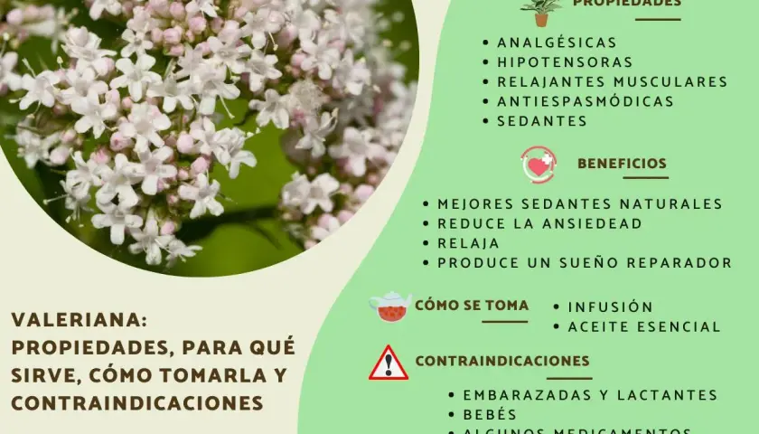 Valeriana: propiedades, para qué sirve como sedante natural, cómo tomarla y contraindicaciones.