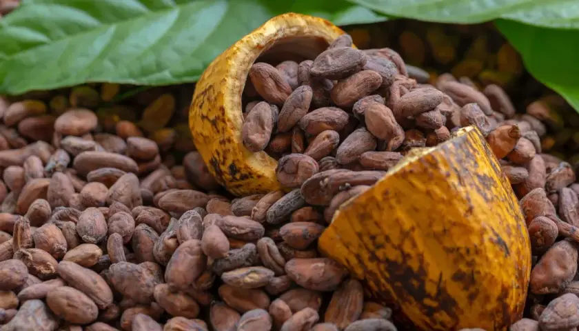 Cacao en grano, con una cáscara partida que revela su interior. Un tesoro natural con innumerables propiedades del cacao.