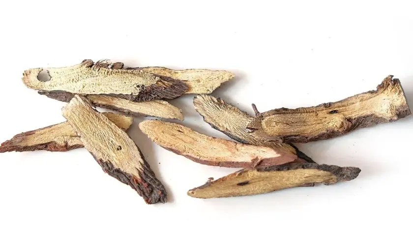 Trozo de raíz de regaliz, mostrando sus propiedades medicinales y su textura fibrosa.