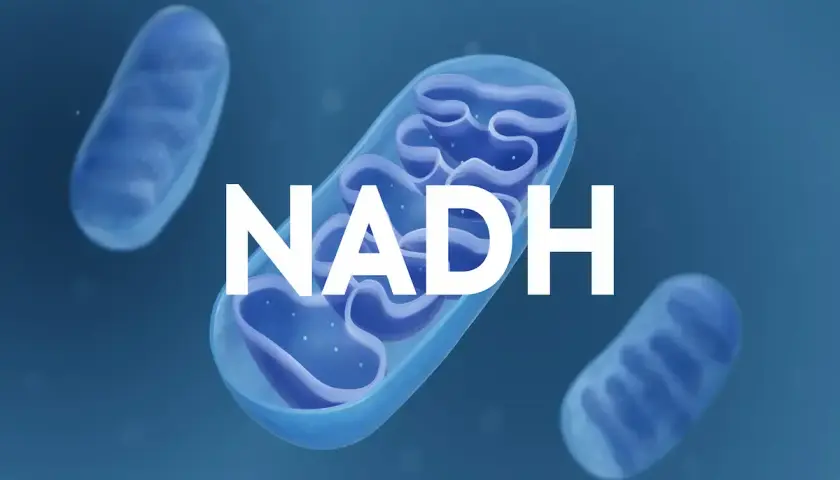 Mitocondrias, estructuras celulares clave, y la molécula NADH, esencial para la producción de energía.